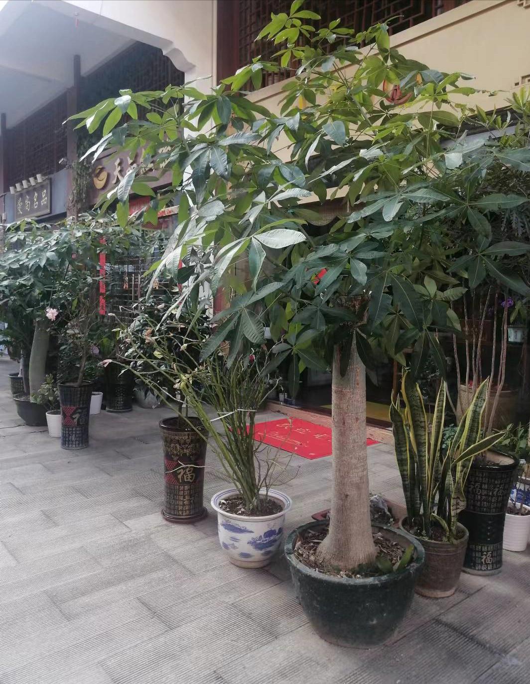 家里养这3种花招财纳福健康长寿,适合懒人养的旺财室内花