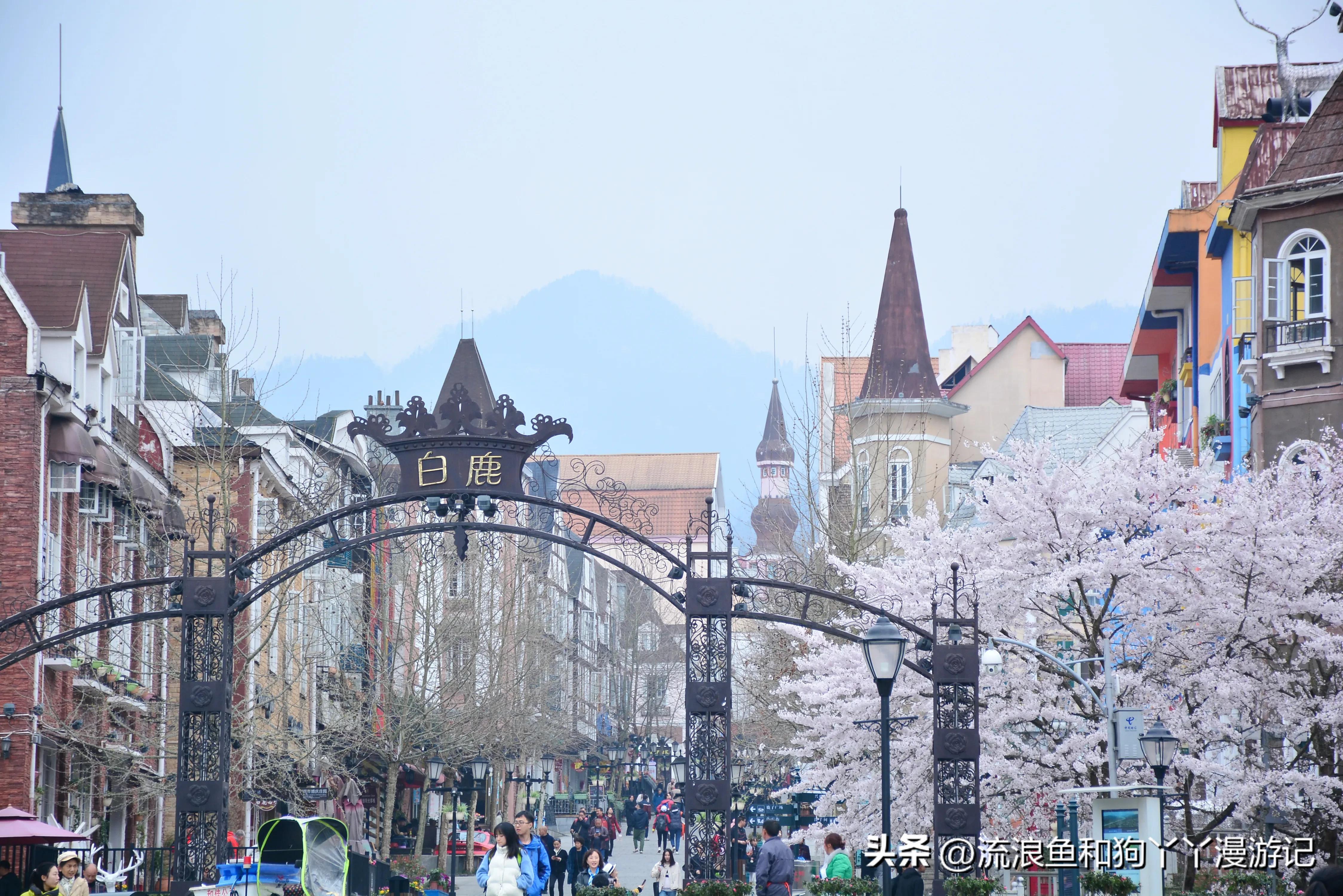 四月份成都近郊一日游好去处,2022成都近郊看雪一日游最佳去处