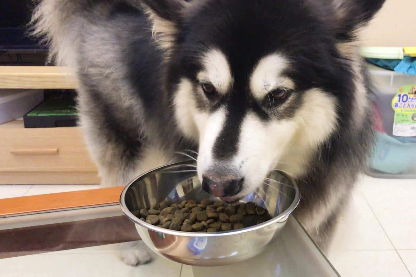 狗狗挨揍了出现应激反应,狗狗挨熊不服气