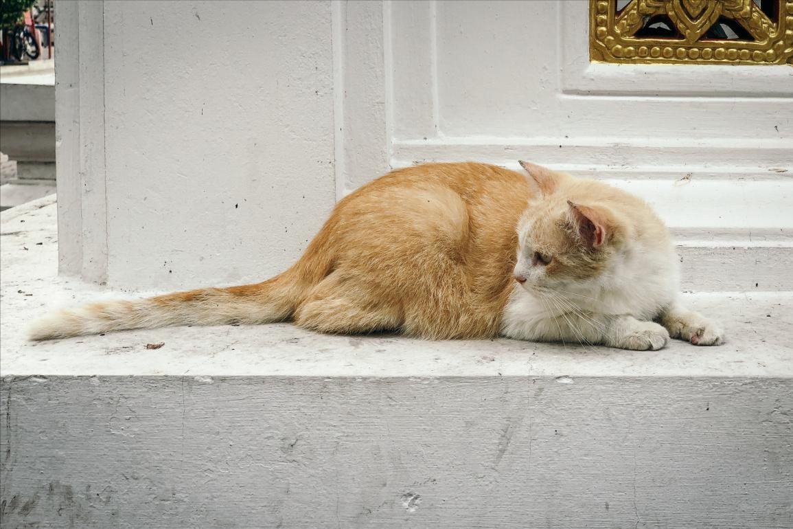 流浪猫流浪并不觉得自己可怜,快饿死的可怜流浪猫