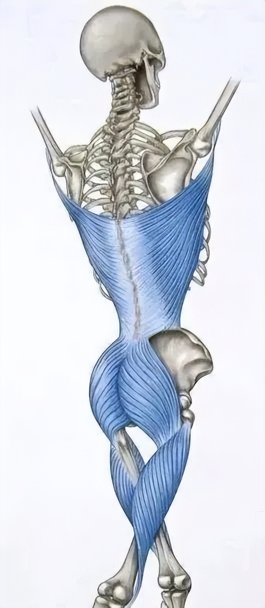 臀大肌肌肉纤维粘连,臀大肌肌肉图