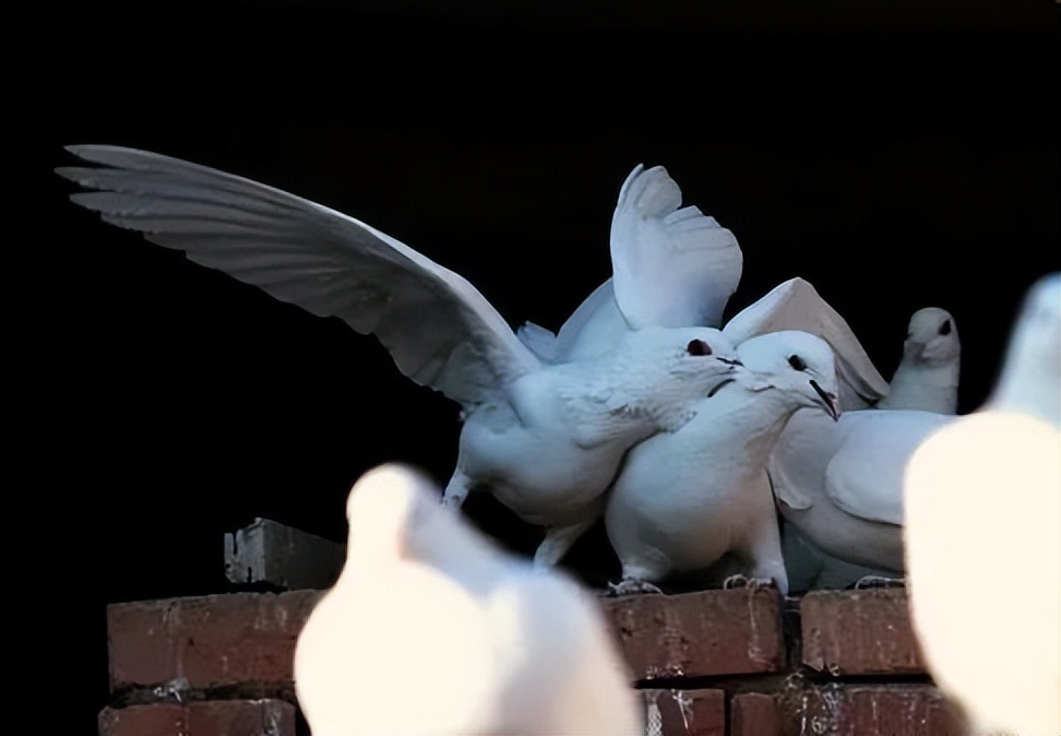 养鸽用哪些中药配方,养鸽人必备四种常见人用药