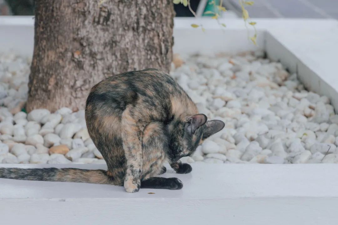 鍘绘嘲鍥芥浖璋峰拰鑺彁闆呯殑鏀荤暐,鍘绘嘲鍥界帺杞浖璋疯姯鎻愰泤