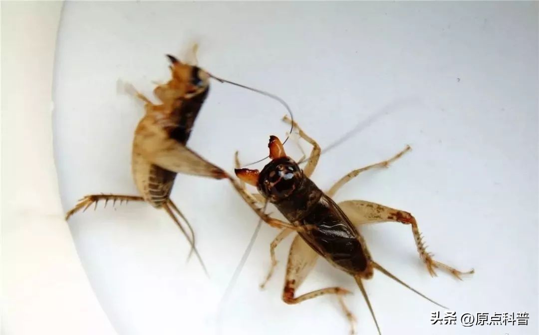 盘点农村小时候常玩的十个昆虫,盘点童年玩过的十种昆虫