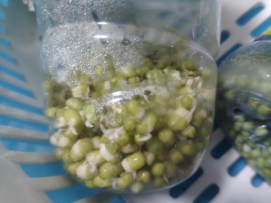 豆芽发苗神器,家用豆芽机发豆芽菜的简单方法