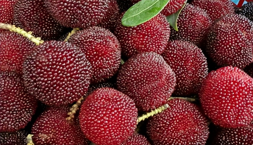 带你们体验摘杨梅的乐趣,酸酸甜甜的杨梅有谁陪我一起采摘