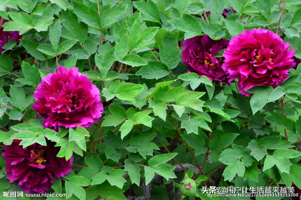 牡丹为什么被称为中国的国花,为什么牡丹能成为中国的国花