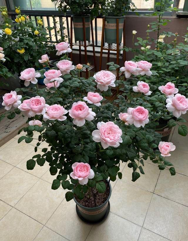 月季花品种瑞典女王是四季开花吗,瑞典女王和其他哪款月季花型相似