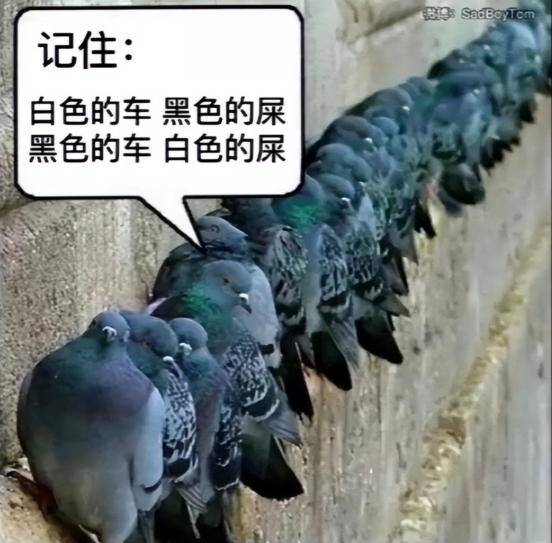 为什么鸟在黑车上拉白屎,鸟为什么喜欢往白色车上拉屎