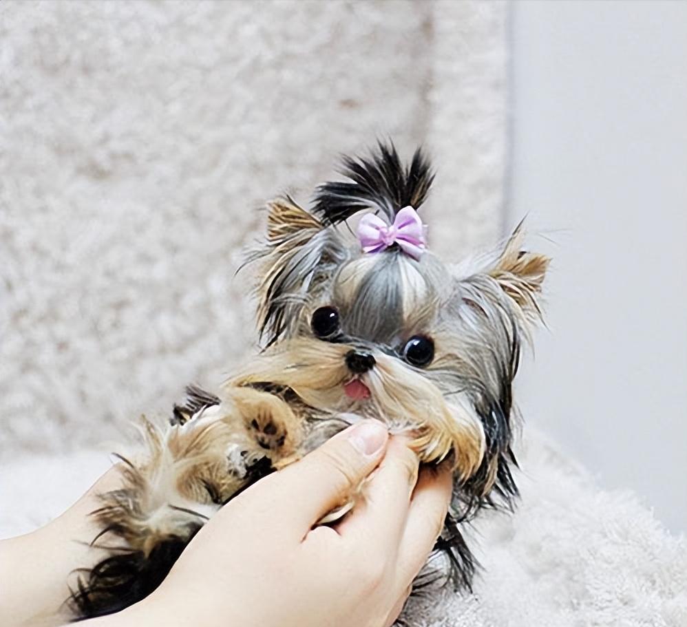 约克夏不好看为什么那么多人喜欢,约克夏为什么臭