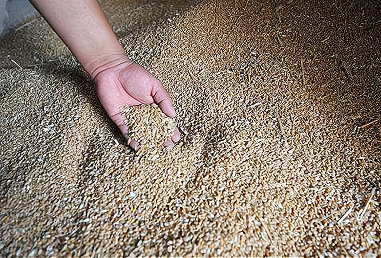 俄罗斯建议取消小麦出口税，对我国小麦价格有何影响？是涨是跌？