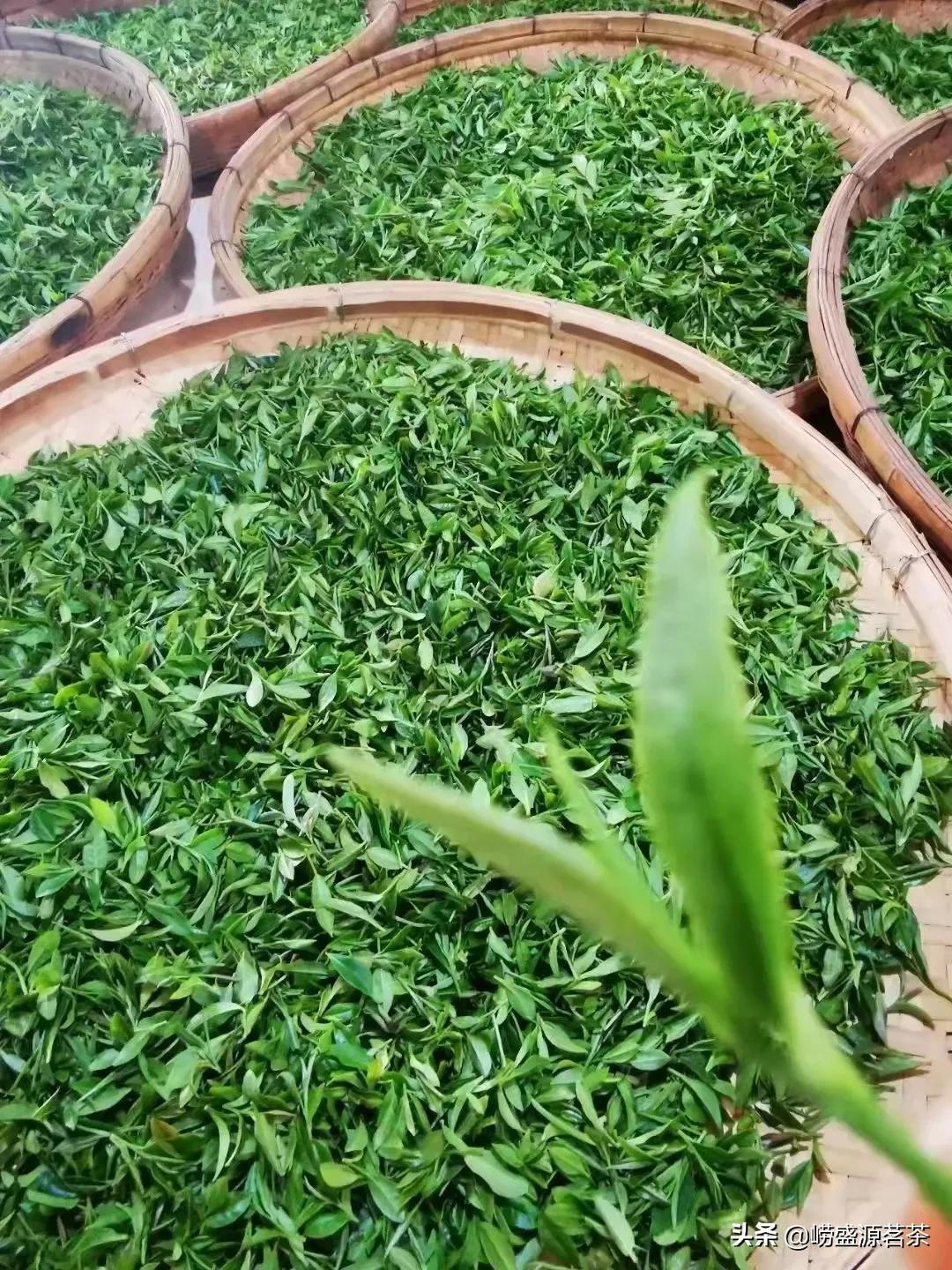 自家种的正宗崂山茶,选购正宗的崂山茶找对渠道很关键