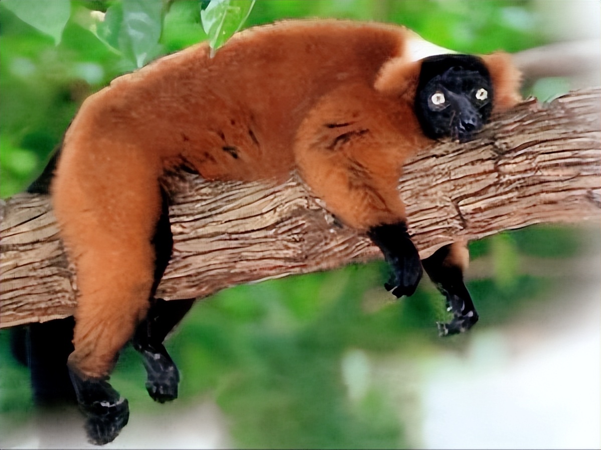 拯救狐獴,拯救狐猴