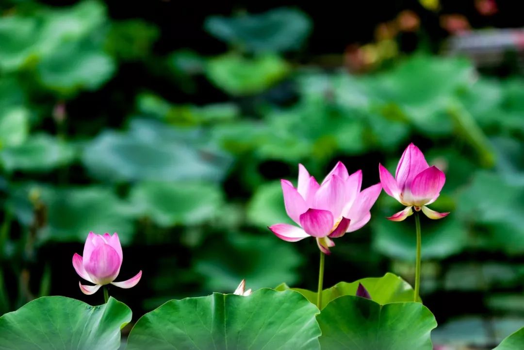 关于荷花唯美七绝诗词,唯美的荷花诗词