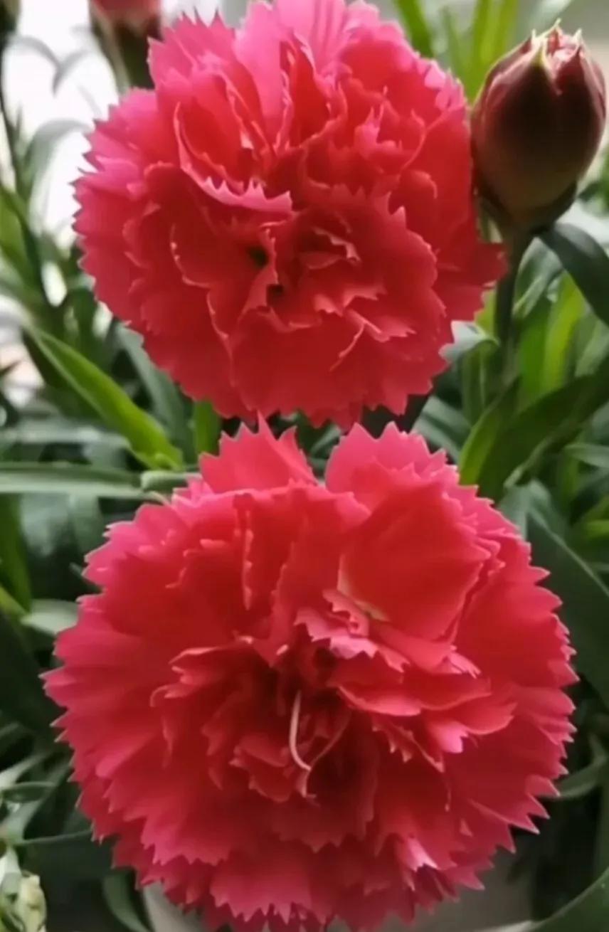 康乃馨四季开花吗,康乃馨每4天浇一次水