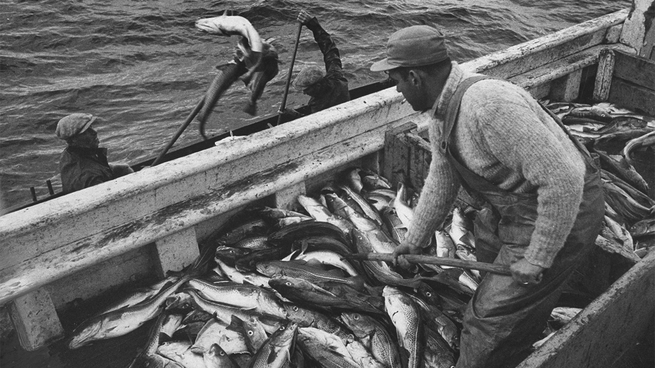 大西洋鳕鱼数量,大西洋鳕鱼现状