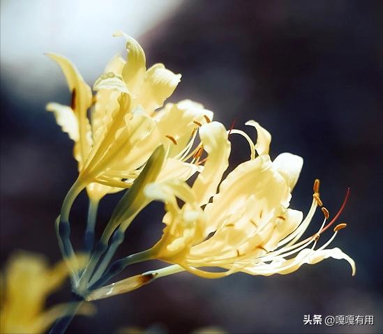 送母亲送什么花合适康乃馨,除了康乃馨送妈妈什么花最好