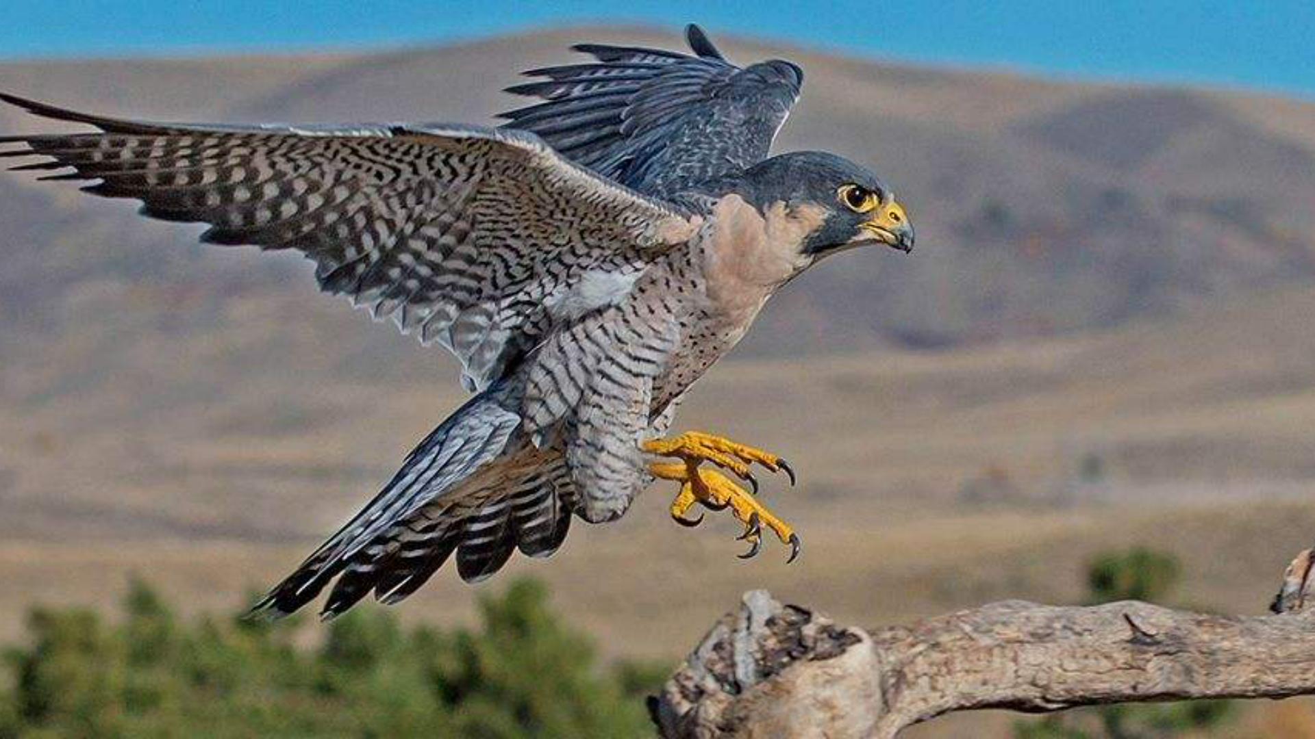 凶猛的空中猎手—游隼，鸟中的战斗机是怎样炼成的？