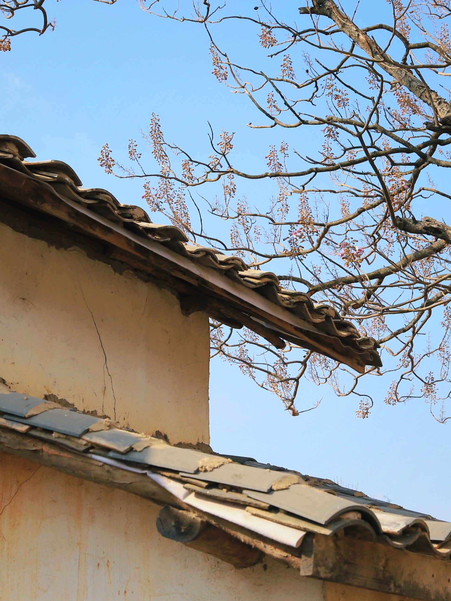 云南租村子当村长,云南向全国招募村长