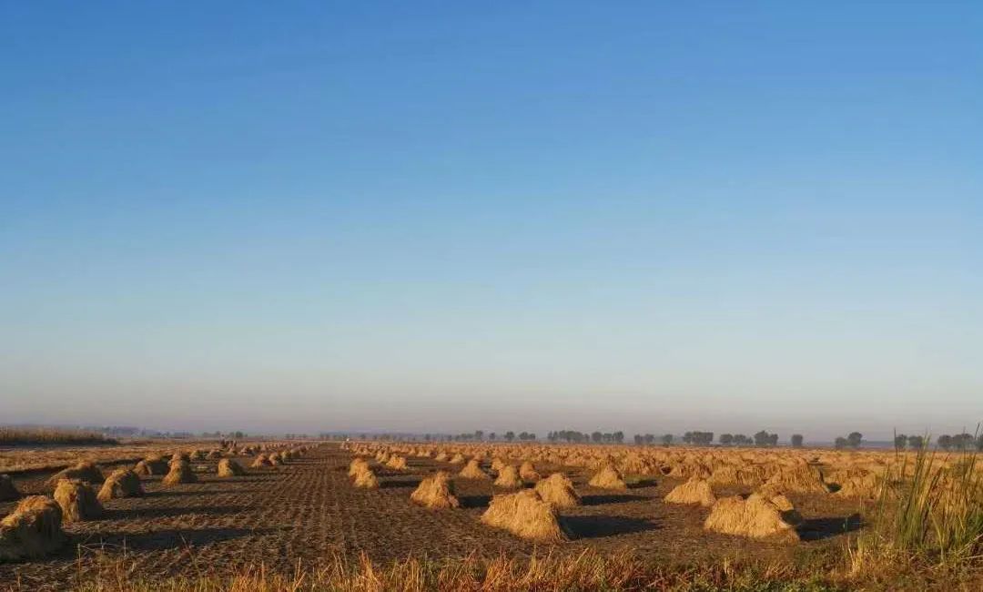 教你几招快速辨别五常大米,五常大米稻花香2号如何辨别真假