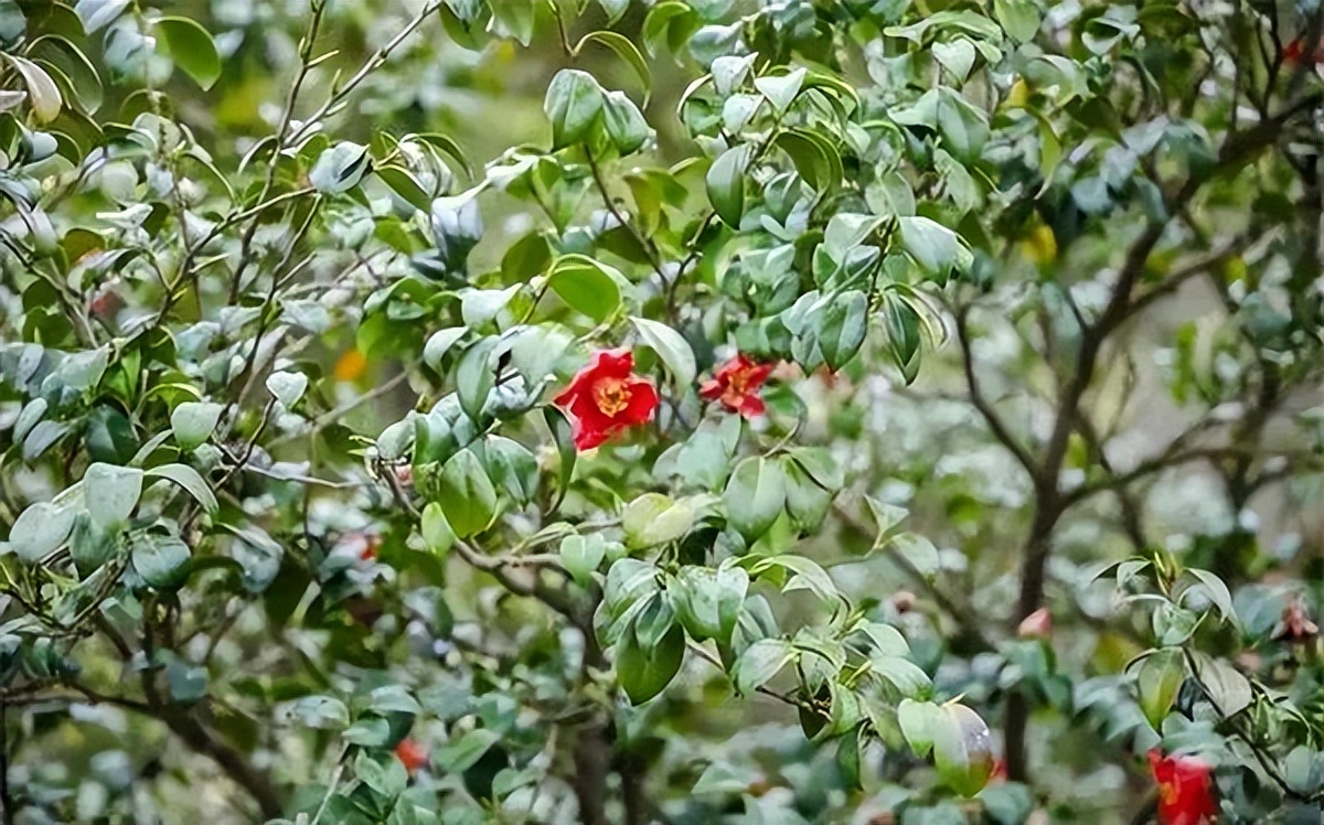 寓意发财好运的花有哪些,六种最旺财吉祥花