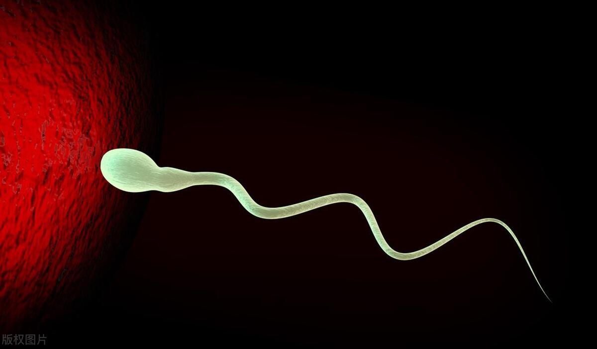 精子是由什么构成,精子是啥构成的