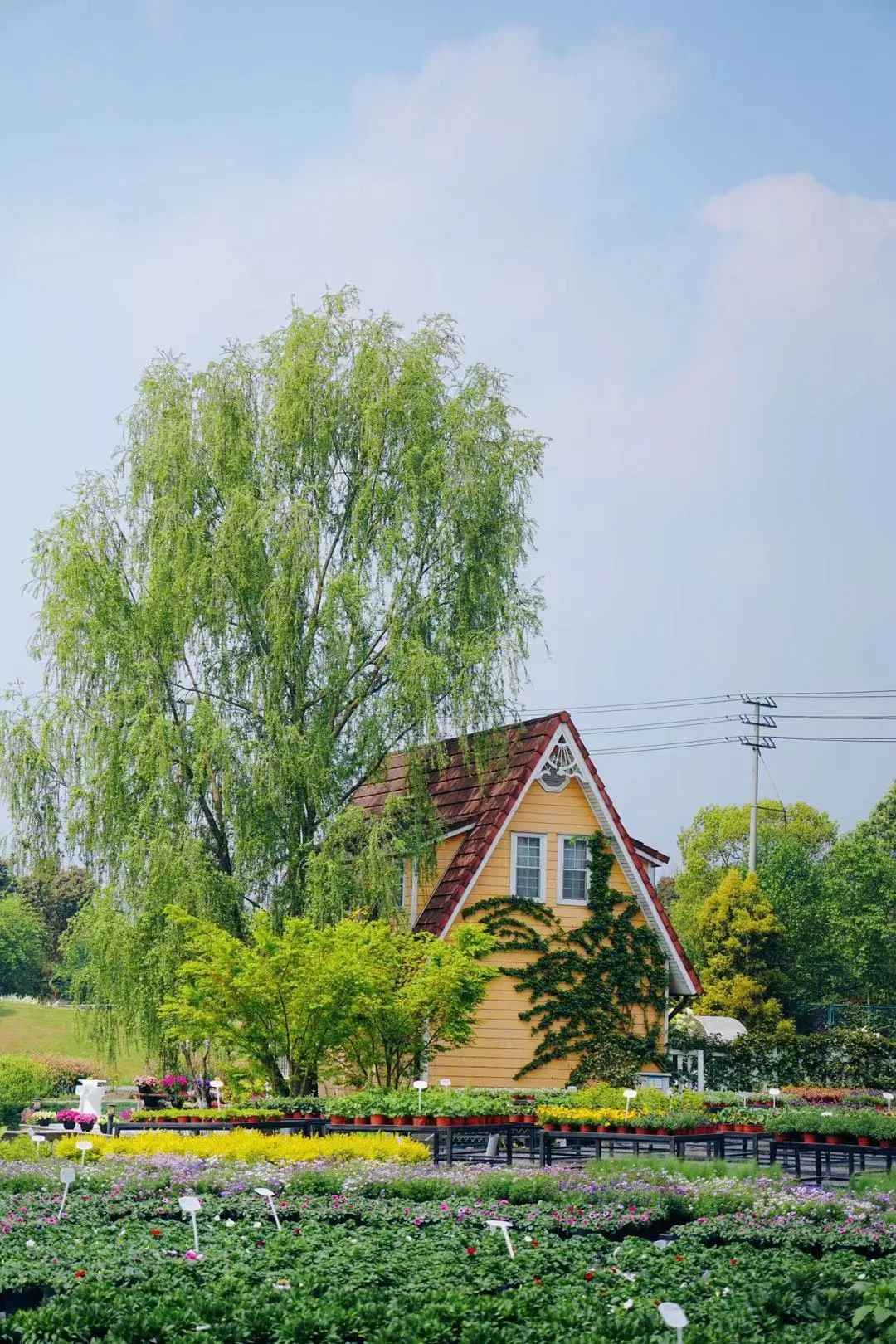 提前盛开！成都市区这个被偏爱的宝藏地又上新，即将刷爆全网
