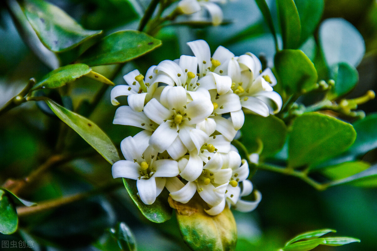 适合阳台养光照少的花四季开花,适合阳台上一年四季好养的花