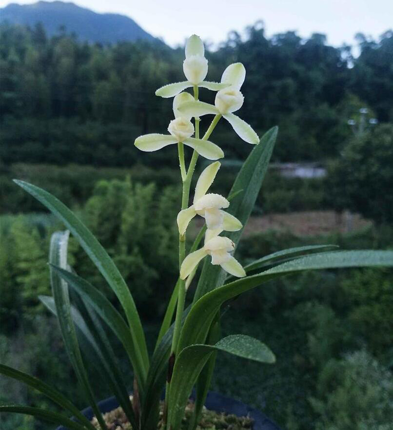 兰花的欣赏方法与标准,兰花是雍容富贵还是清雅脱俗