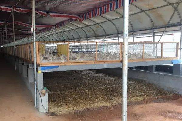 怎样彻底除苍蝇和蛆呢,苍蝇到底有多烦人