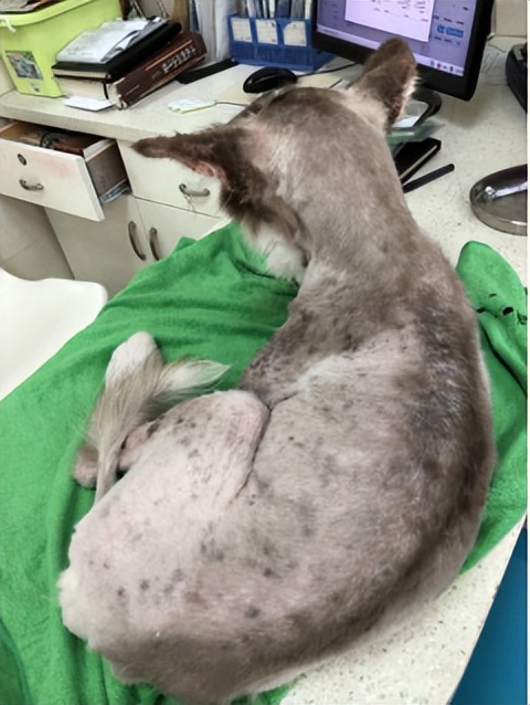 流浪狗的病能自愈吗,流浪狗得了皮肤病