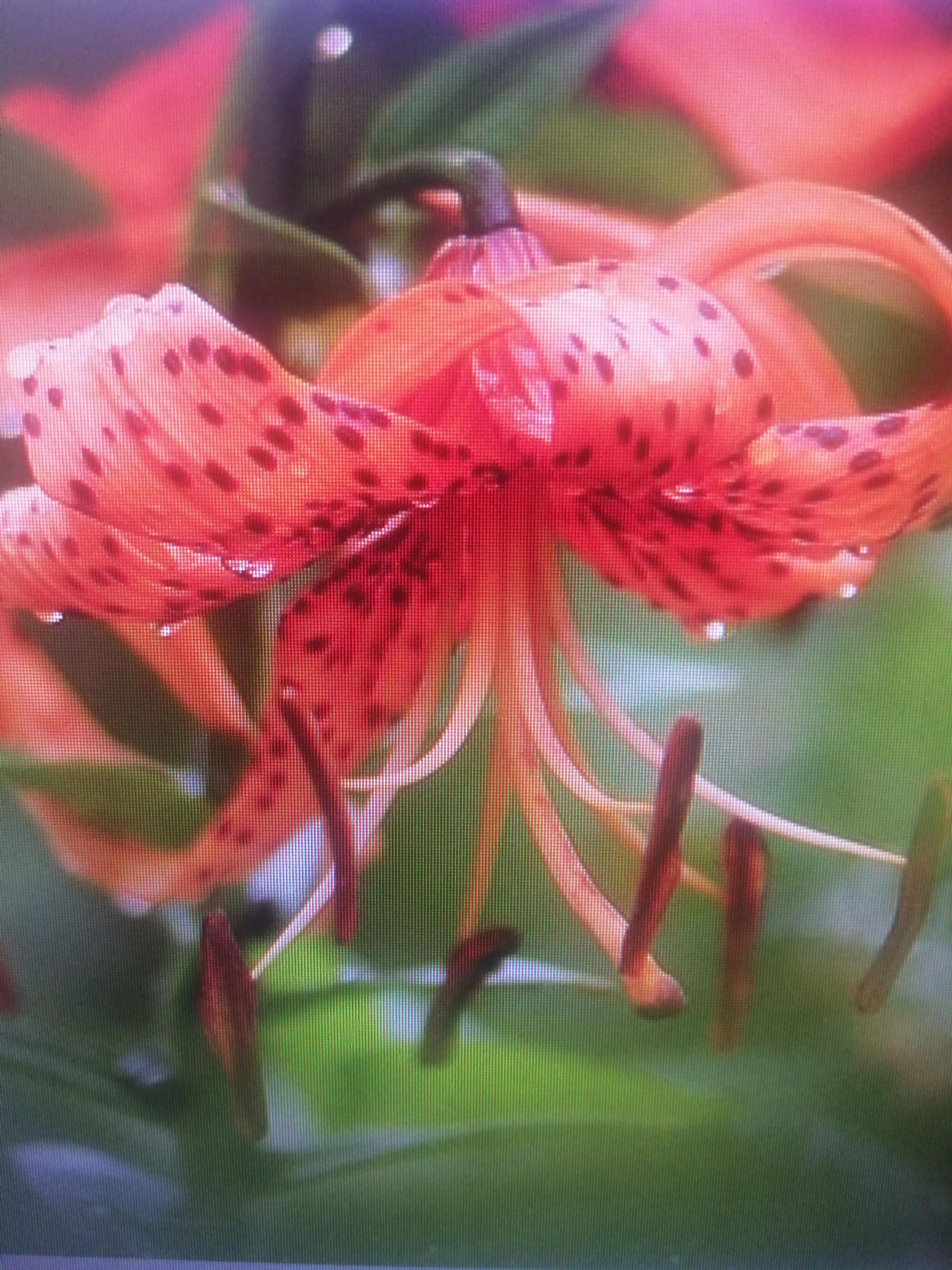 陕北山坡上的野花,黄土坡上的野花