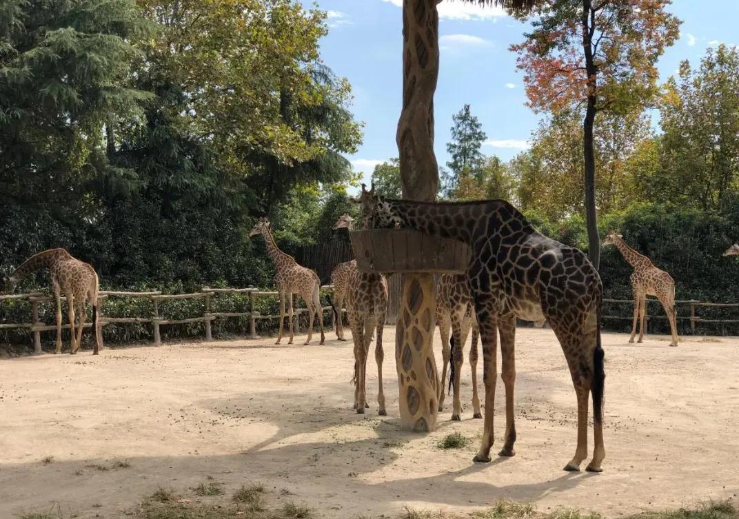 上海动物园和野生动物园哪个好,上海动物园地址和路线