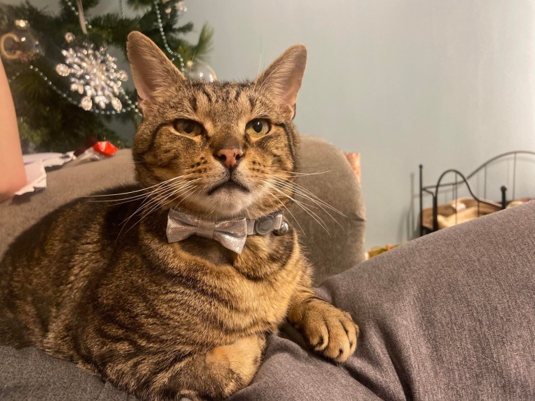 英国最厉害的狗是什么,英国十大最有名犬