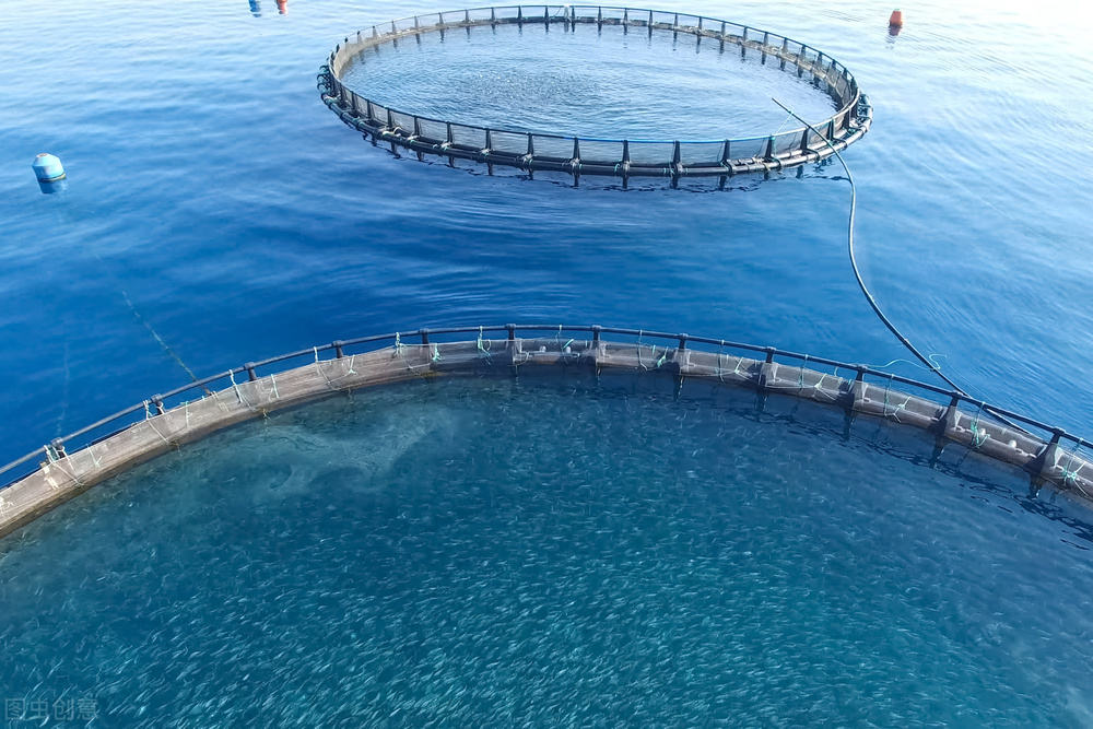 鱼价一直下跌养殖户该如何应对,鱼价低迷时期如何拯救水产养殖