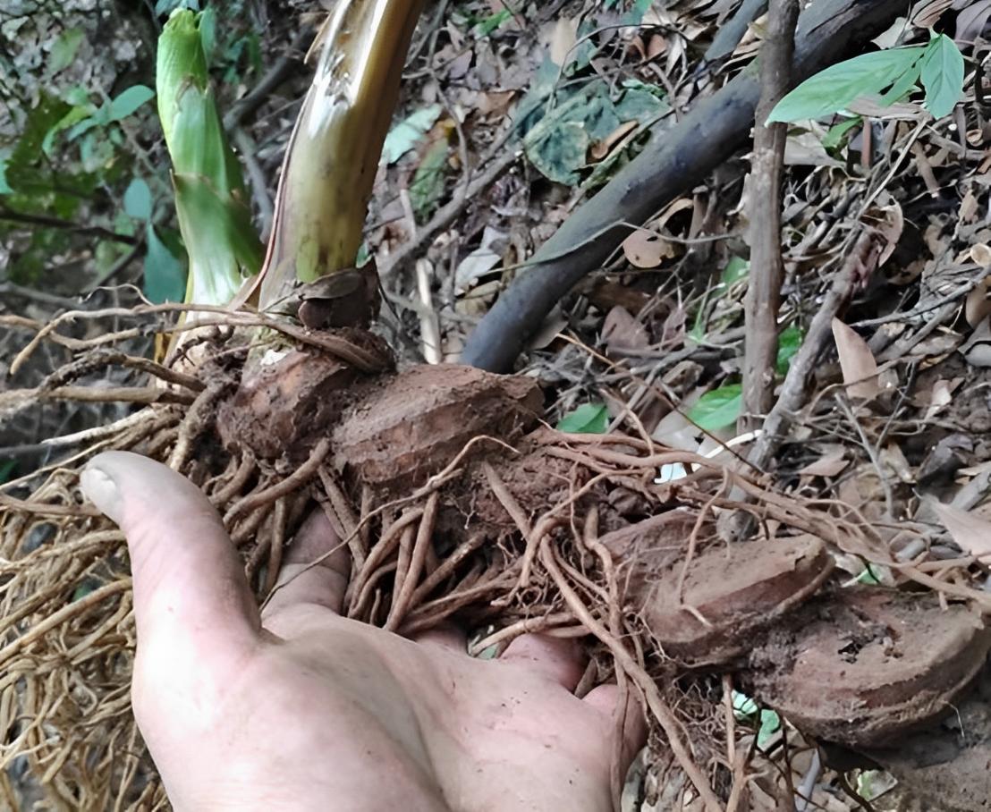 1株有1朵花，又名“七叶一枝花”，如今能按棵卖，十分珍贵且值钱