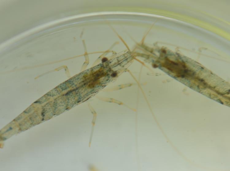 吡螨胺对以掌肢新米虾、泉膀胱螺和金鱼藻为主的生态系统的影响