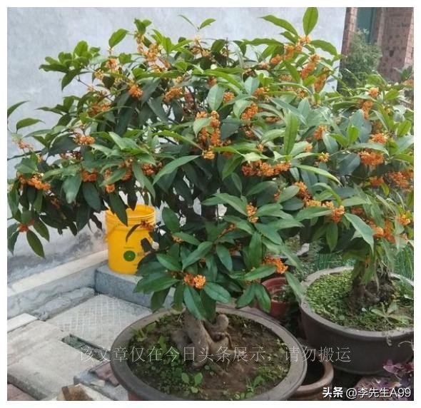 3种花旺宅又招财富贵人家都在养,5种花特别招财家里应该养一盆