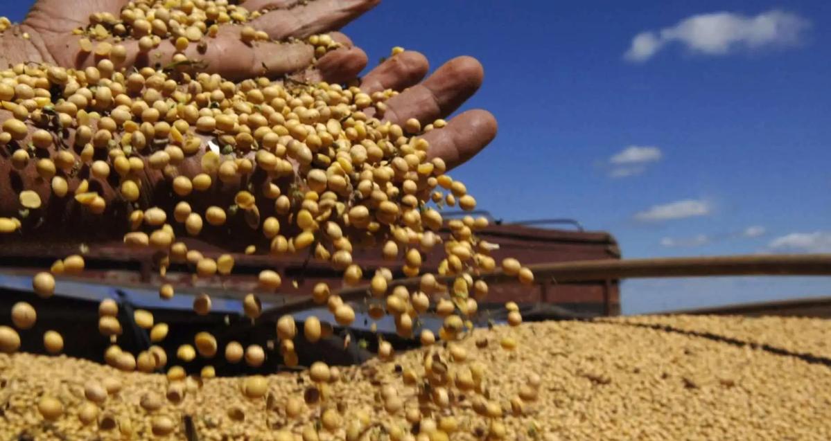 专家谈“世界粮仓”巴西遭遇饥荒,巴西粮食为什么出口