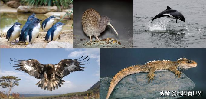 真实的新西兰你了解多少,新西兰国家讲解