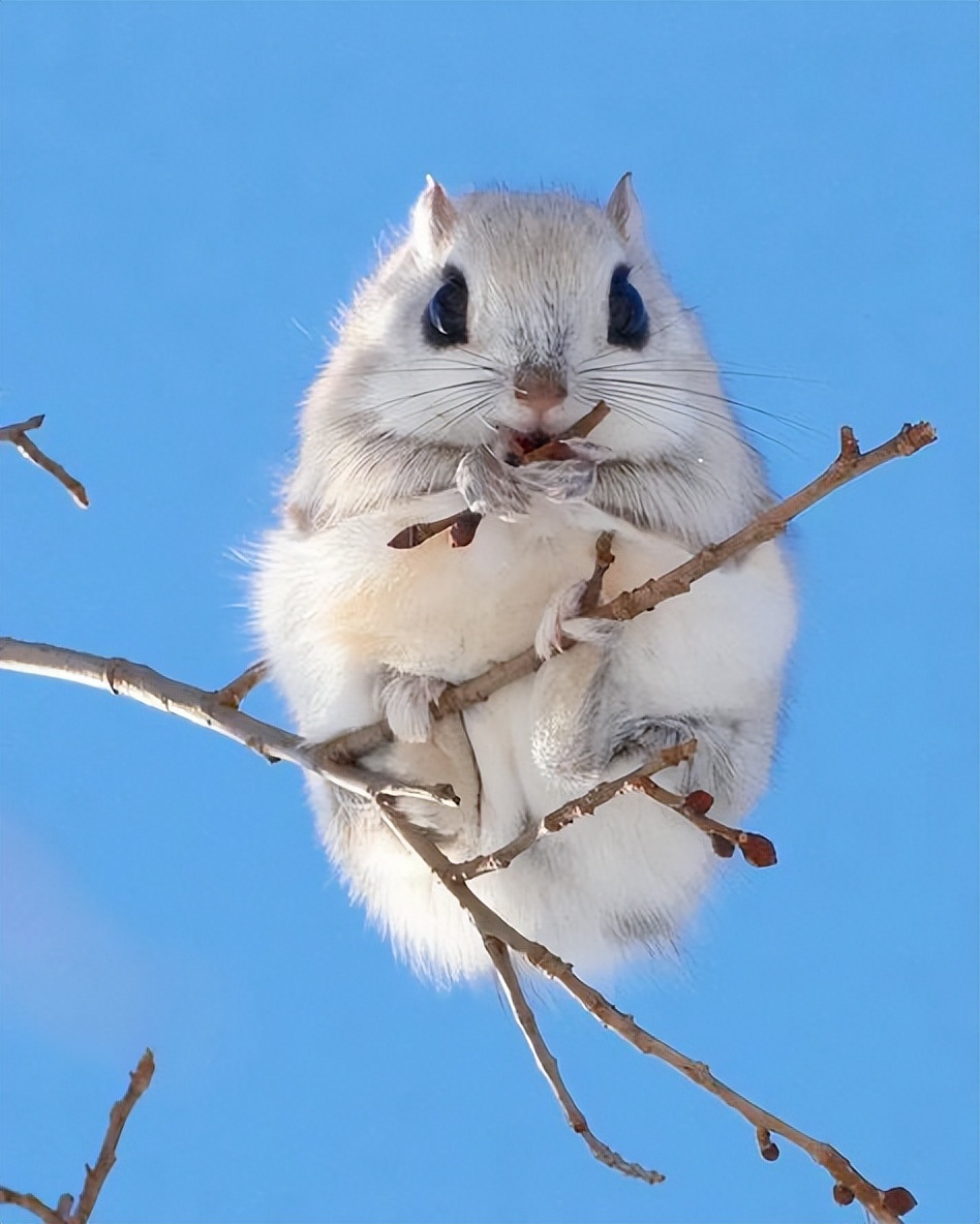 飞鼠-可以飞翔的松鼠，中国自古有之，但现在为什么却很少呢
