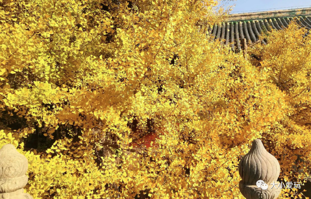 银杏最美的地方,这九个美丽的地方你想去看看吗