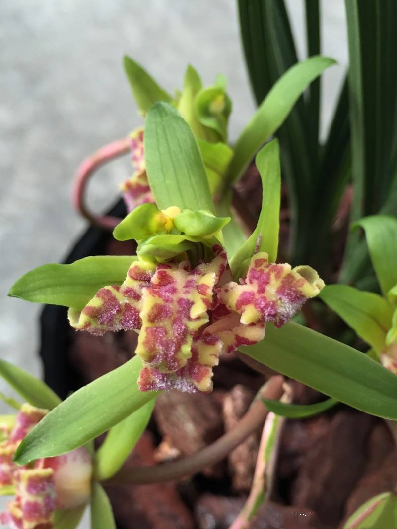 最便宜的蕙兰多少钱一株,一盆蕙兰在市面上值多少钱