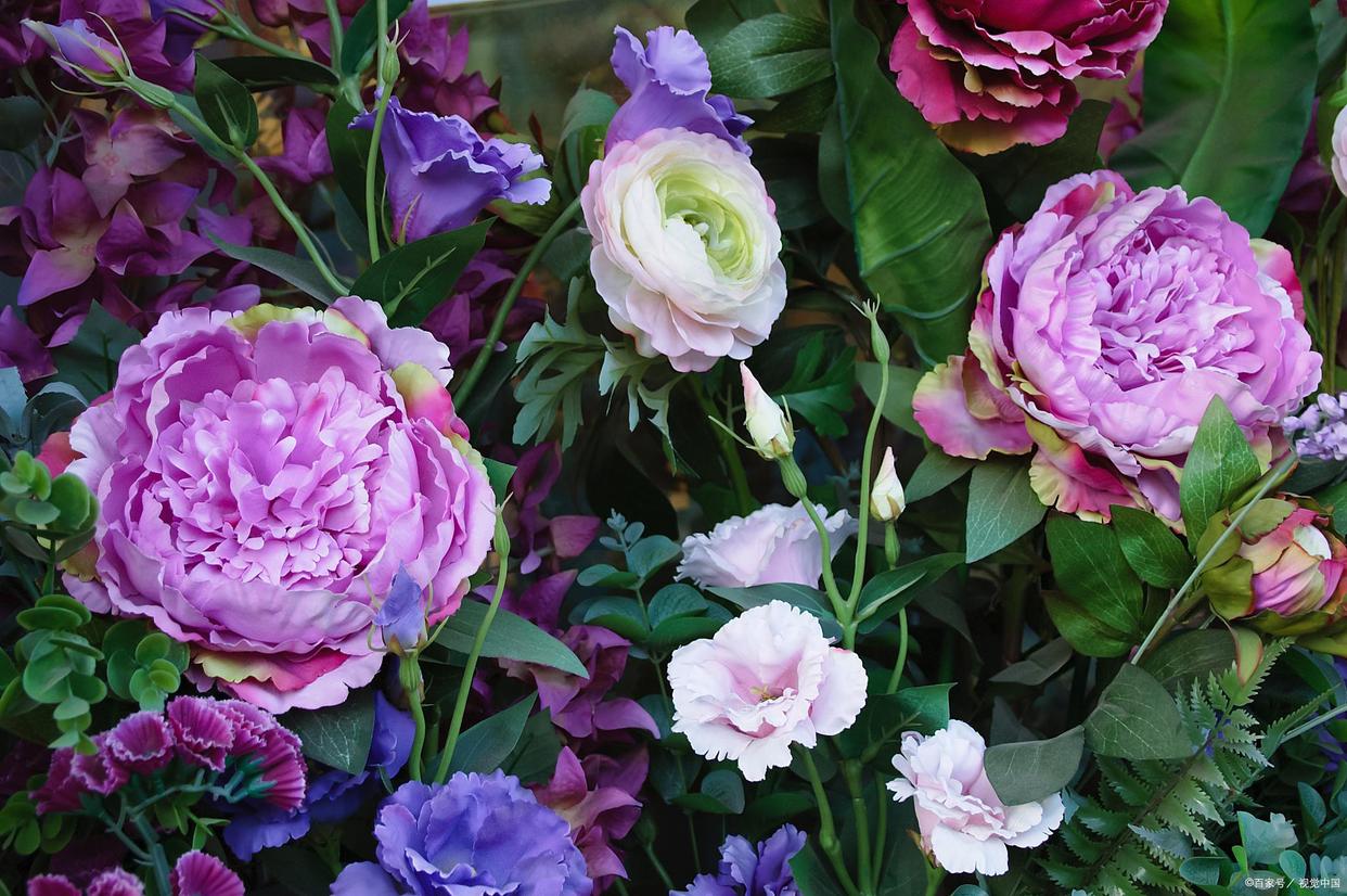 「中国牡丹海外传播史」欧洲人曾认为牡丹是传说中的植物并不存在