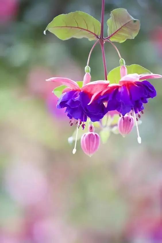 美丽的花倒挂金钟,美丽的倒挂金钟花图片