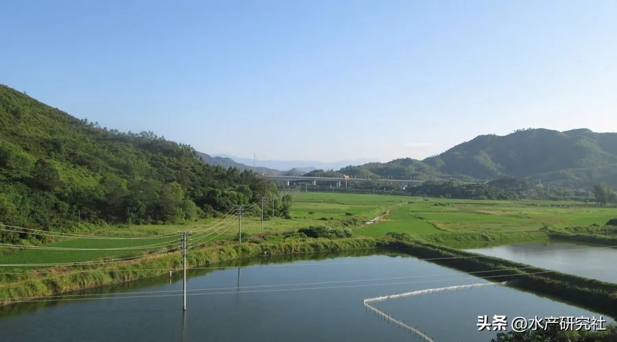 池塘有蓝藻什么时候消最好,养殖水体怎样防止蓝藻生成