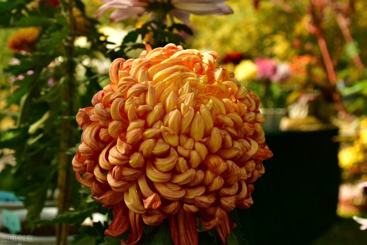 菊花栽培和繁殖方法,菊花可以用种子繁殖吗