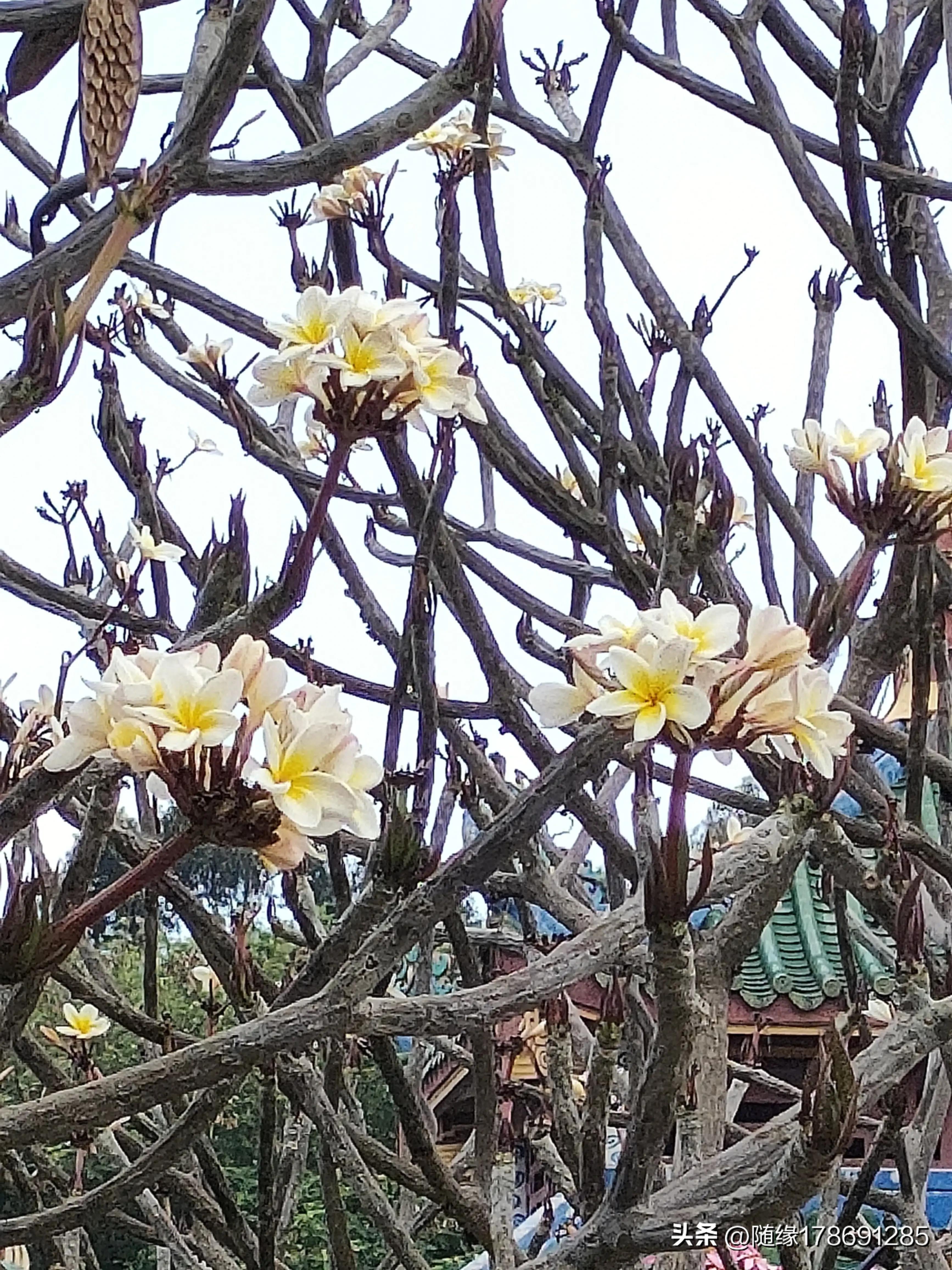 鸡蛋花开,又到了鸡蛋花开的季节
