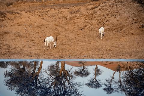 哈伊马角利兹卡尔顿,哈伊马角沙漠丽思卡尔顿酒店