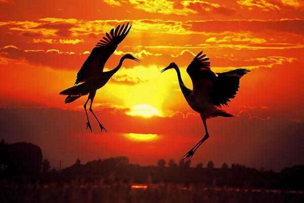 过年为什么要穿红色,过年为什么不能穿红衣服